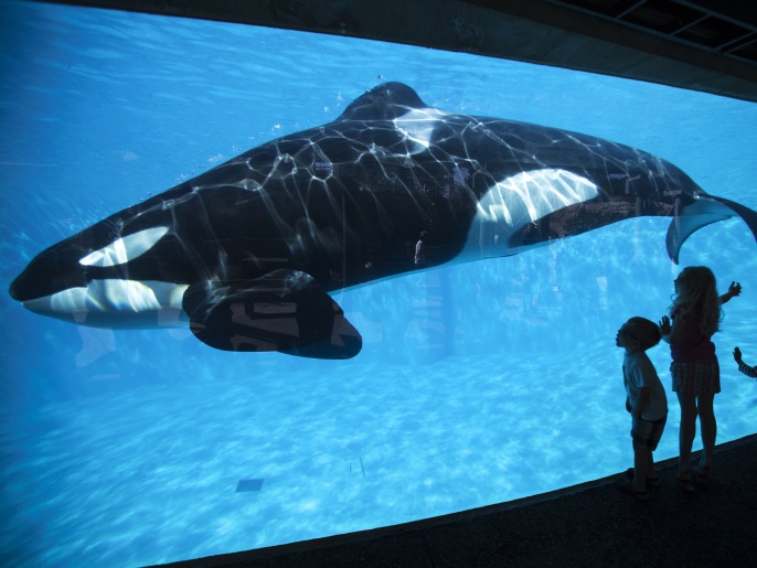 Young children get a close-up view of an Orca killer whale during a visit to the animal theme park SeaWorld in San Diego, California آذار 19, 2014 REUTERS/Mike Blake/File Photo