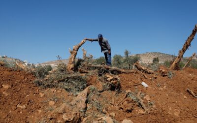 إسرائيل حاصرت قرية فلسطينية واقتلعت 10 آلاف شجرة زيتون