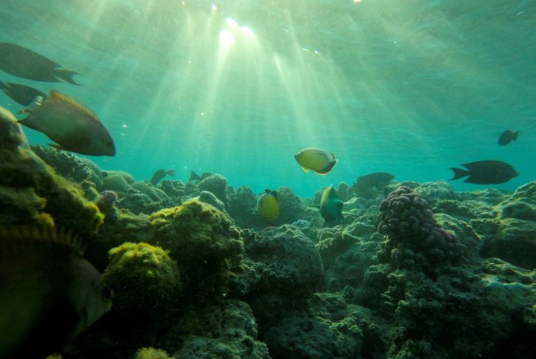 Fish swim past a reef in the Red Sea resort of Sharm el-Sheikh, Egypt, حزيران 2, 2022. REUTERS/Mohamed Abd El Ghany
