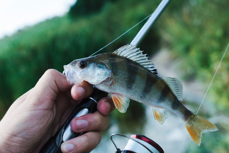 المصدر: فريبيك Fisherman's hand with fishing rod holding fish