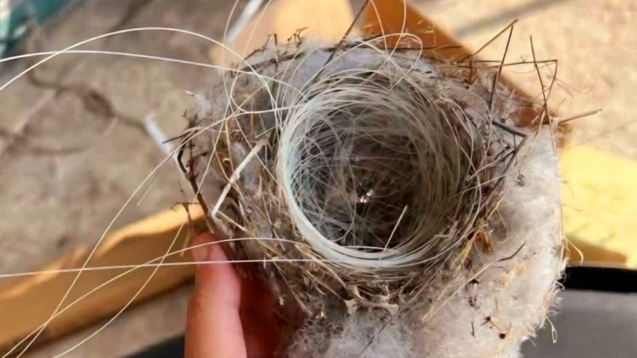 عصافير الجنوب تستعمل الياف المسيرات لبناء اعشاشها