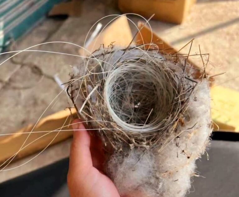 عصافير الجنوب تستعمل الياف المسيرات لبناء اعشاشها
